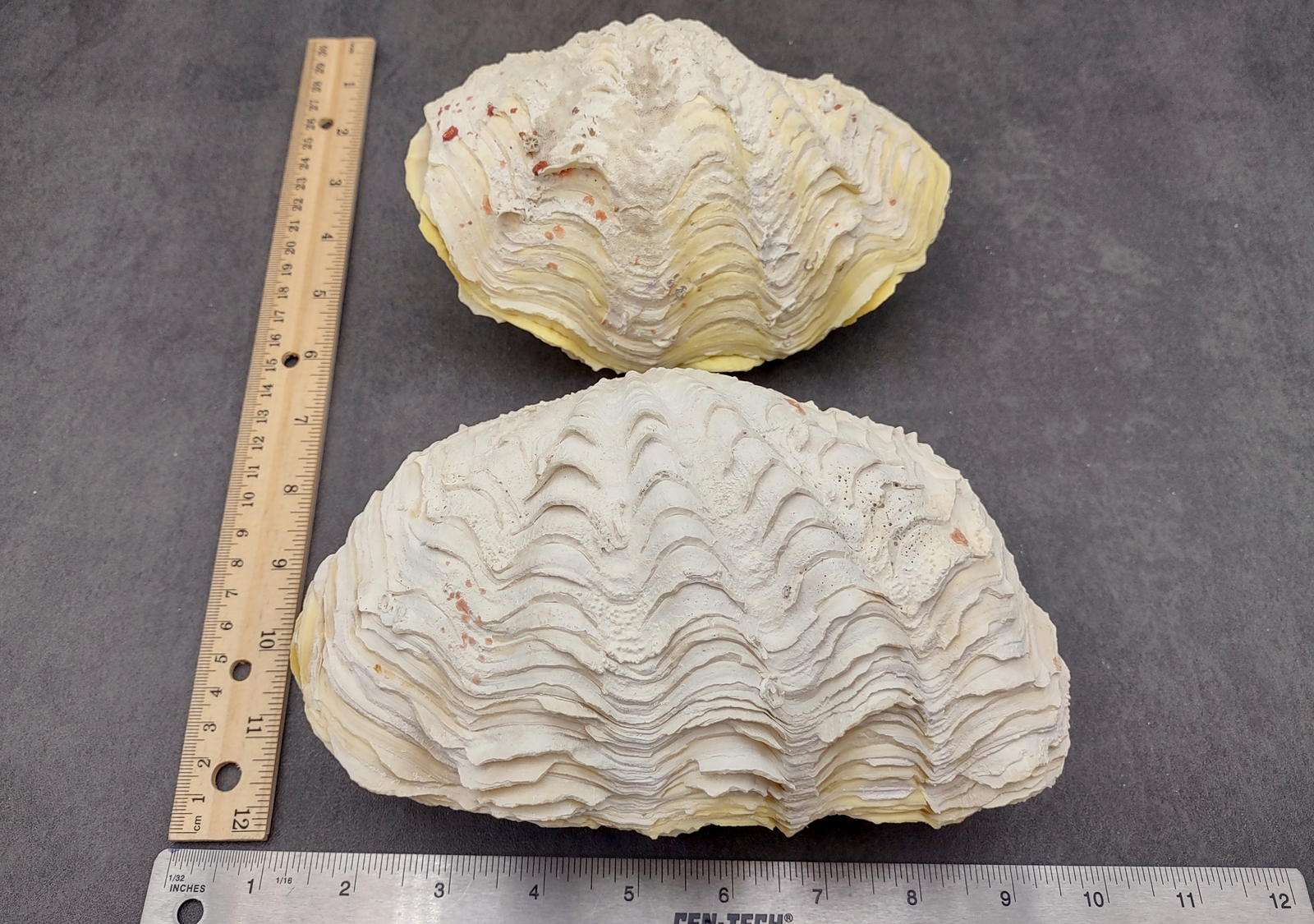 Large Derasa Clam Seashell White Tridacna Derasa (1 shell approx. 7+ inches)