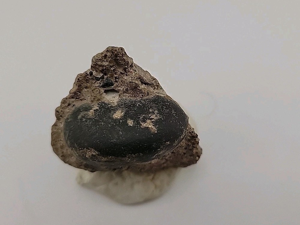 Real Permineralized Reptile Egg Fossil