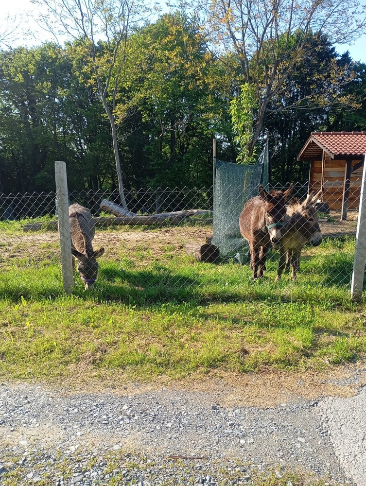 Lucky donkey