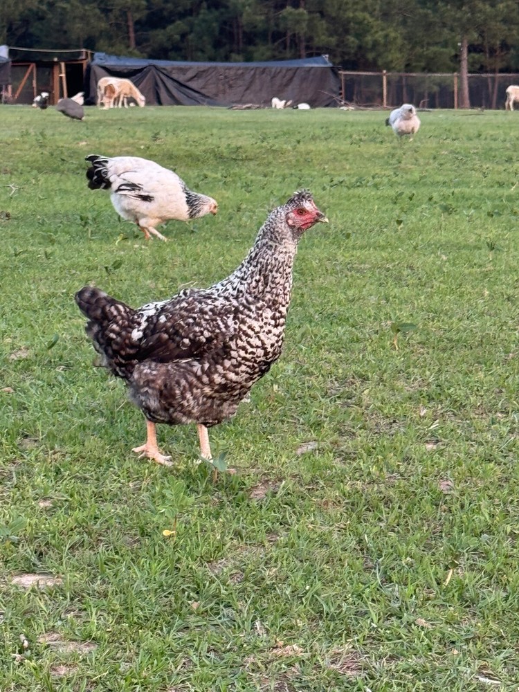 24 Chicken Egg ( Rare breeds Mix )