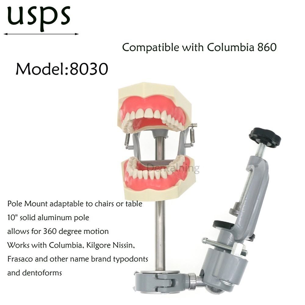 US Columbia Dentoform 860 Dental Study Model 32 Replace Teeth Mounting Pole