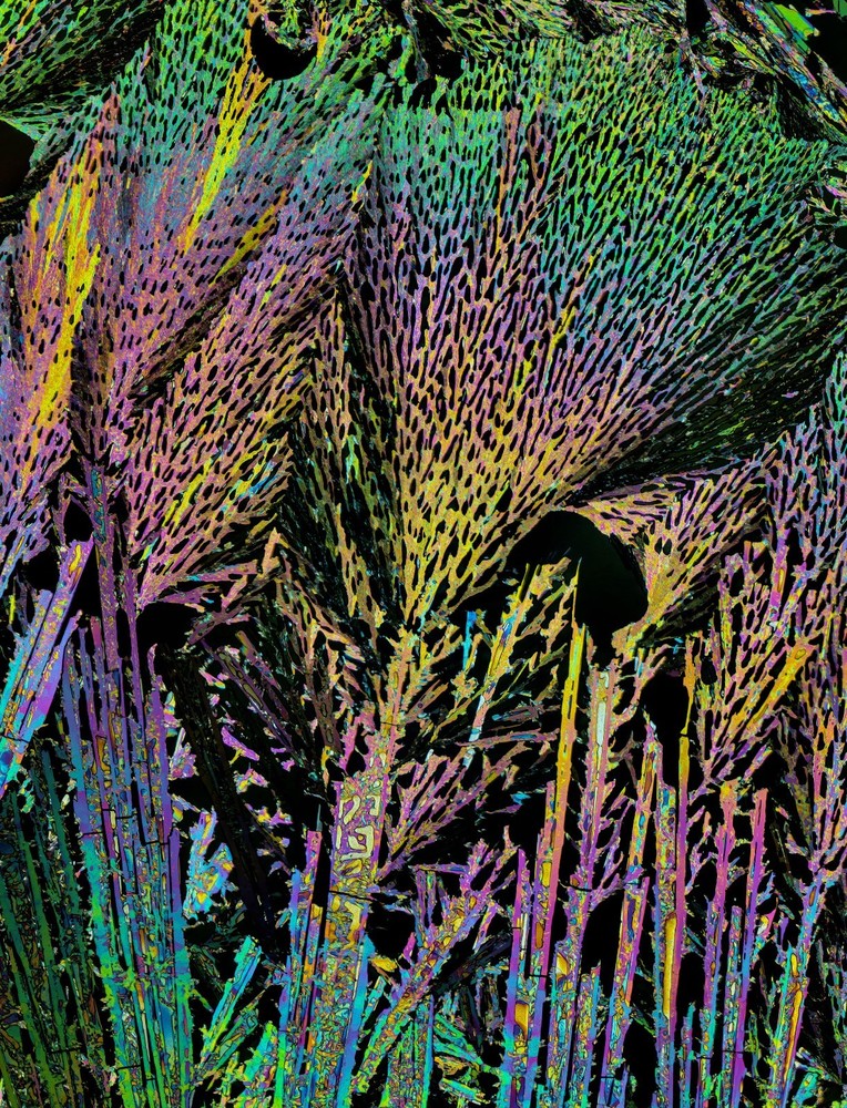 Microscope slide for polarized light, OXALIC ACID