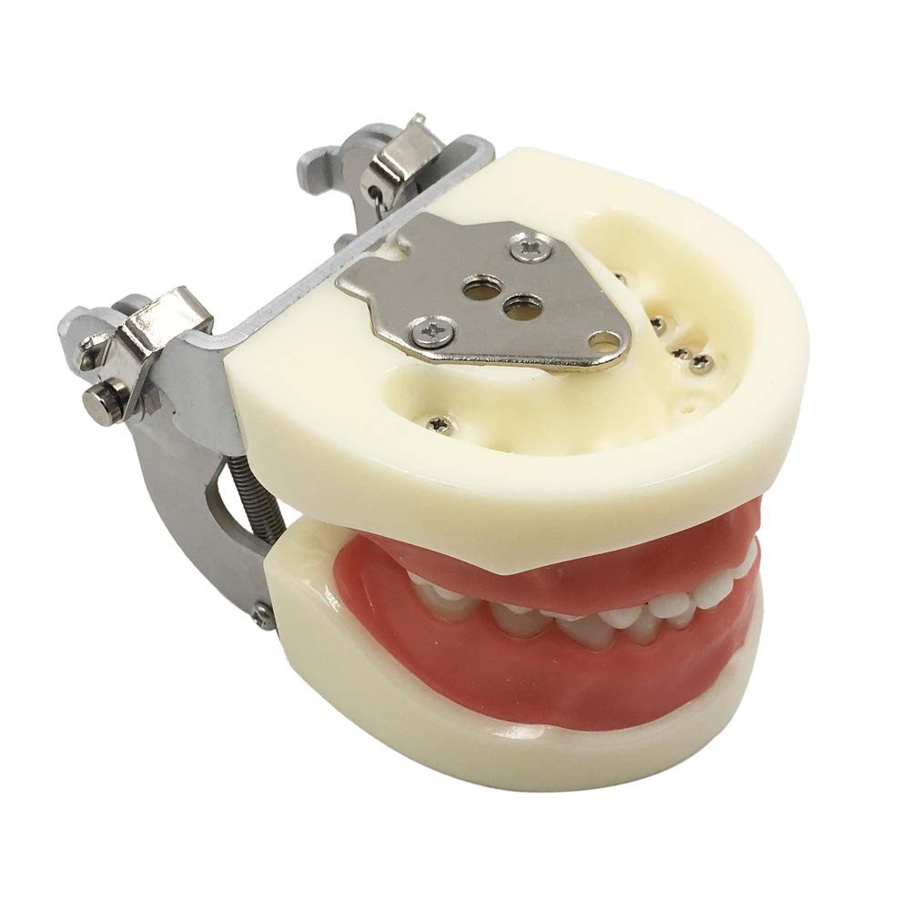Typodont Child Teeth Model with 24pcs Removable Teeth Compatible with Kilgore...