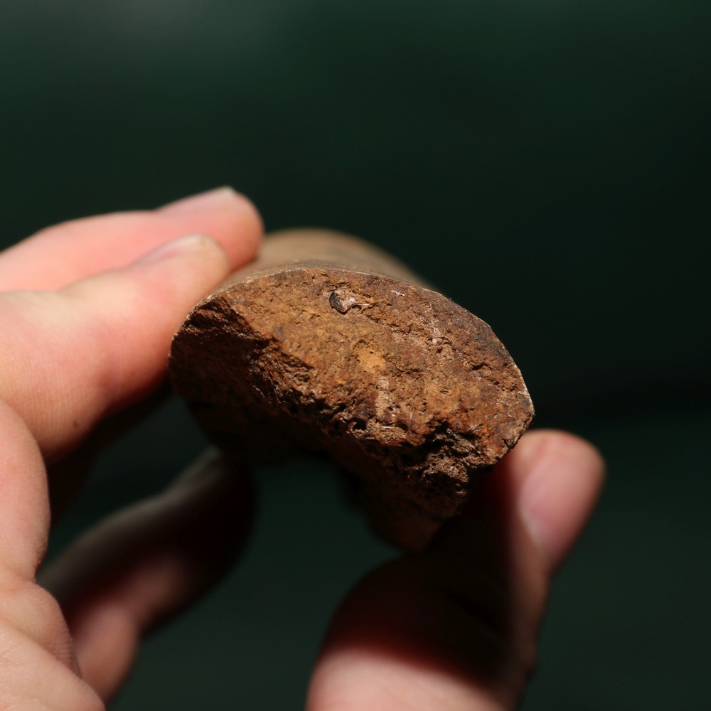 Dinosaur Rib Section Bone Fossil - Authentic - Hell Creek Formation - Gorgeous