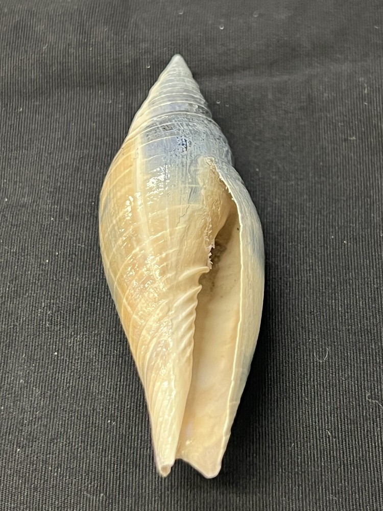 RARE Fossilized MITRE Shell From Central Florida, Pliocene Era.