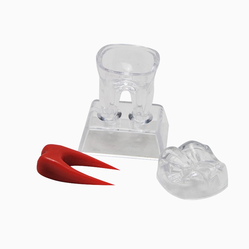 Dental Dentist Crystal Base Hard Plastic Separable Teeth Tooth Molar Model