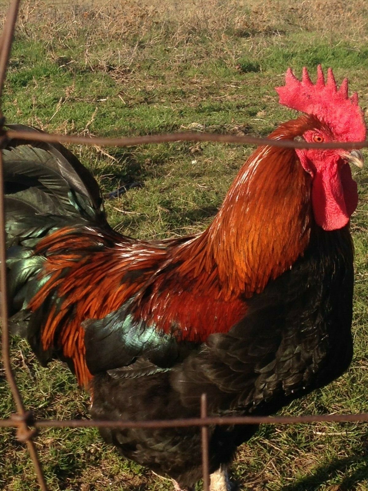 6+ 2 Black Copper Maran Hatching Eggs