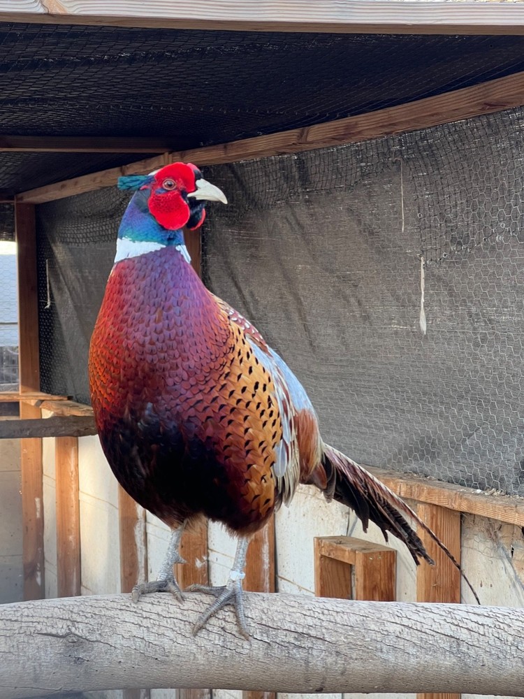 8 Pheasant hatching eggs - shipping now