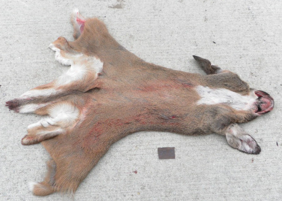 23 to 24" nov red short seam whitetail Deer Cape Taxidermy mount antlers