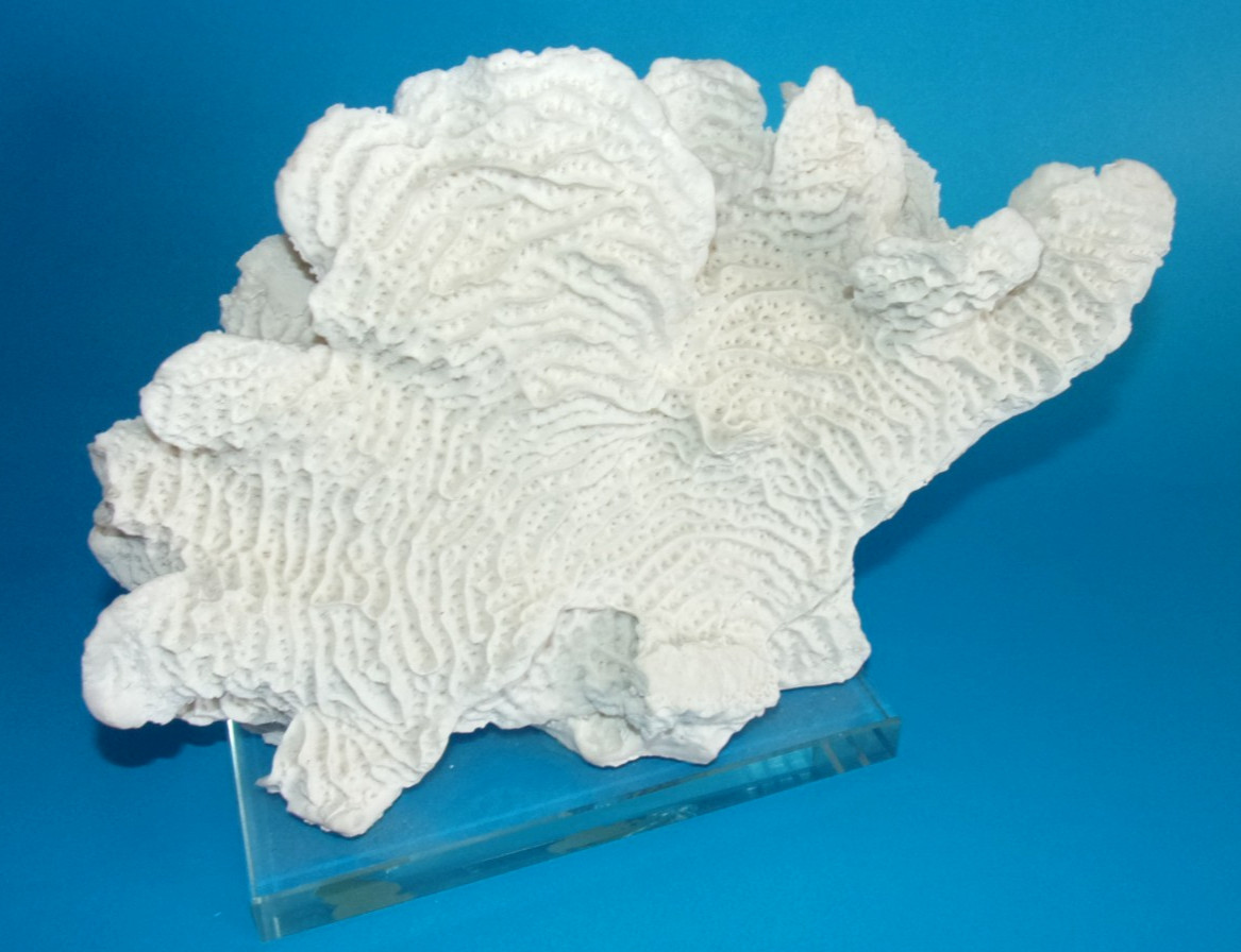 Beautiful Natural White Coral Reef with Glass Base, Authentic Specimen 10" x 7"