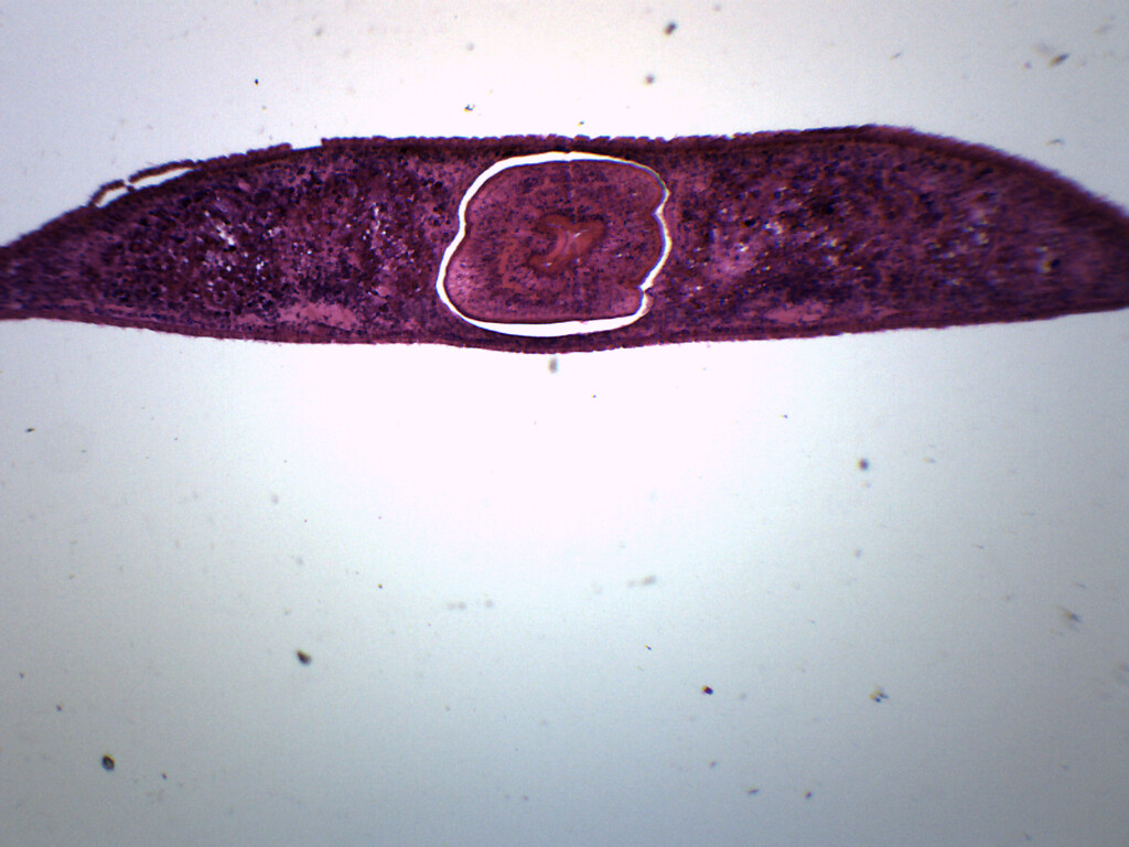 Planaria, 3 Different Regions - CS - Prepared Slide - 75x25mm - Eisco Labs