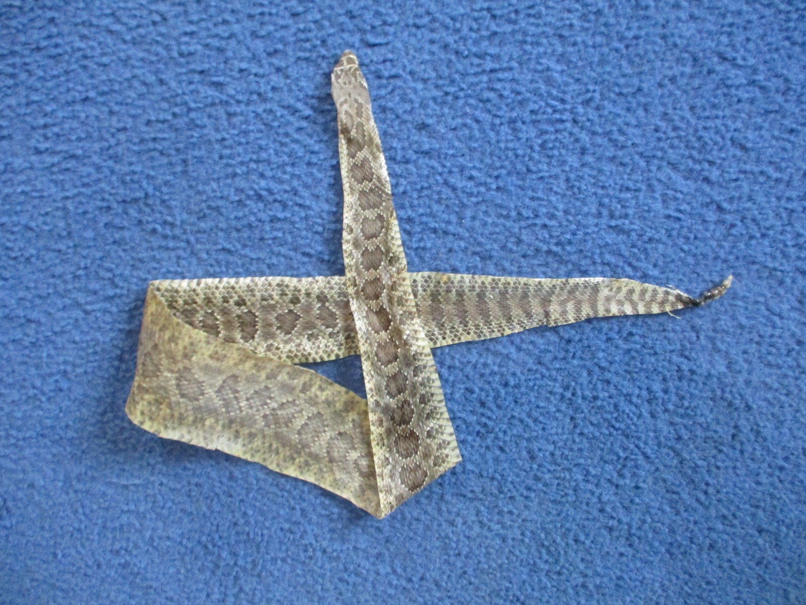 rattlesnake skin prairie rattle snake hide SOFT TANNED wrap pen blanks 26 in S10