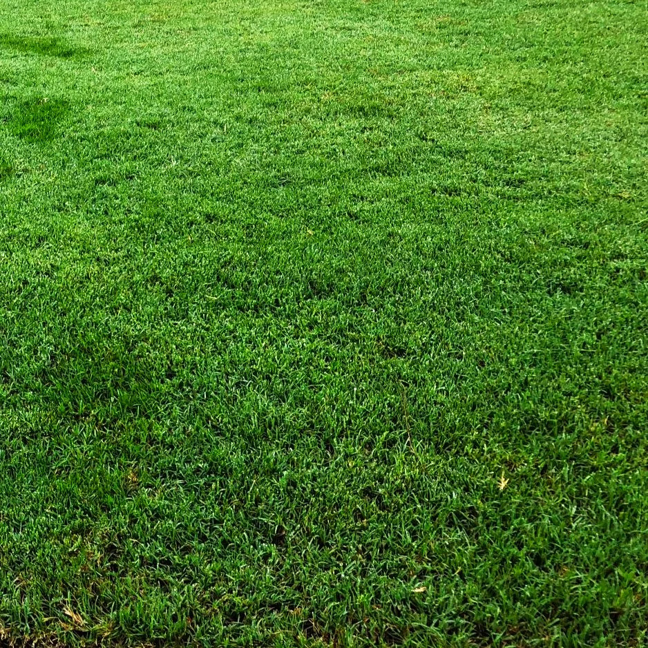 Bermuda Grass, Coated Unhulled Seeds - For 2026 Planting Warm Season