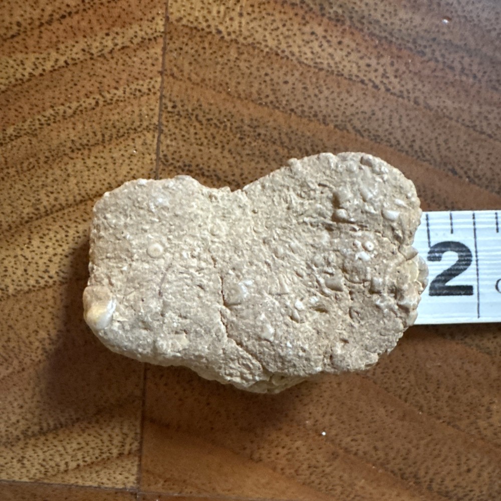 2” Fossil Specimen