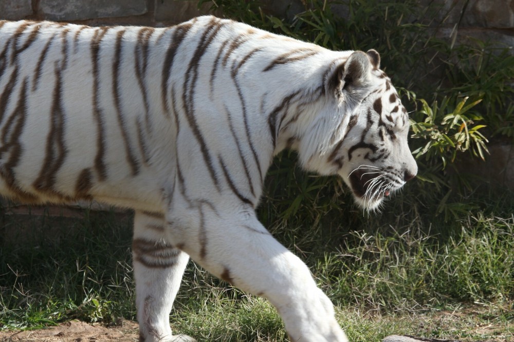 White Tiger Taxidermy Reference Photo Cd