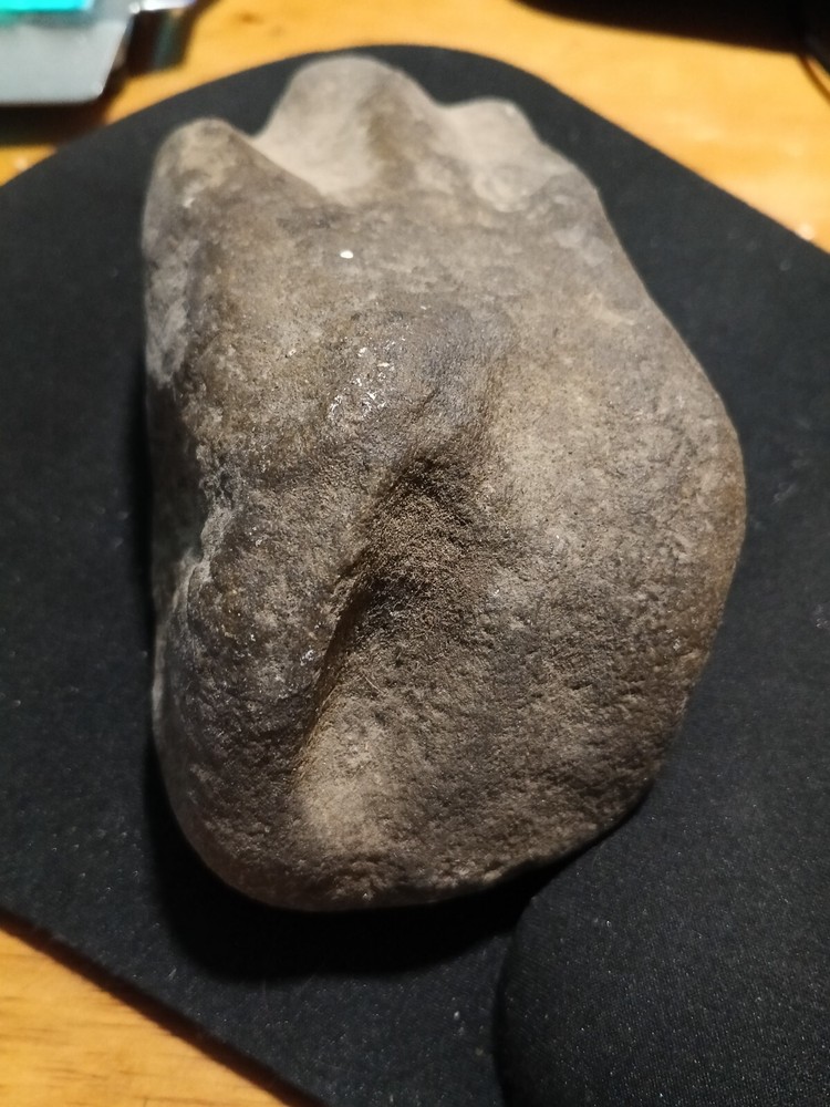Fossilized Prehistoric Dinosaur Foot