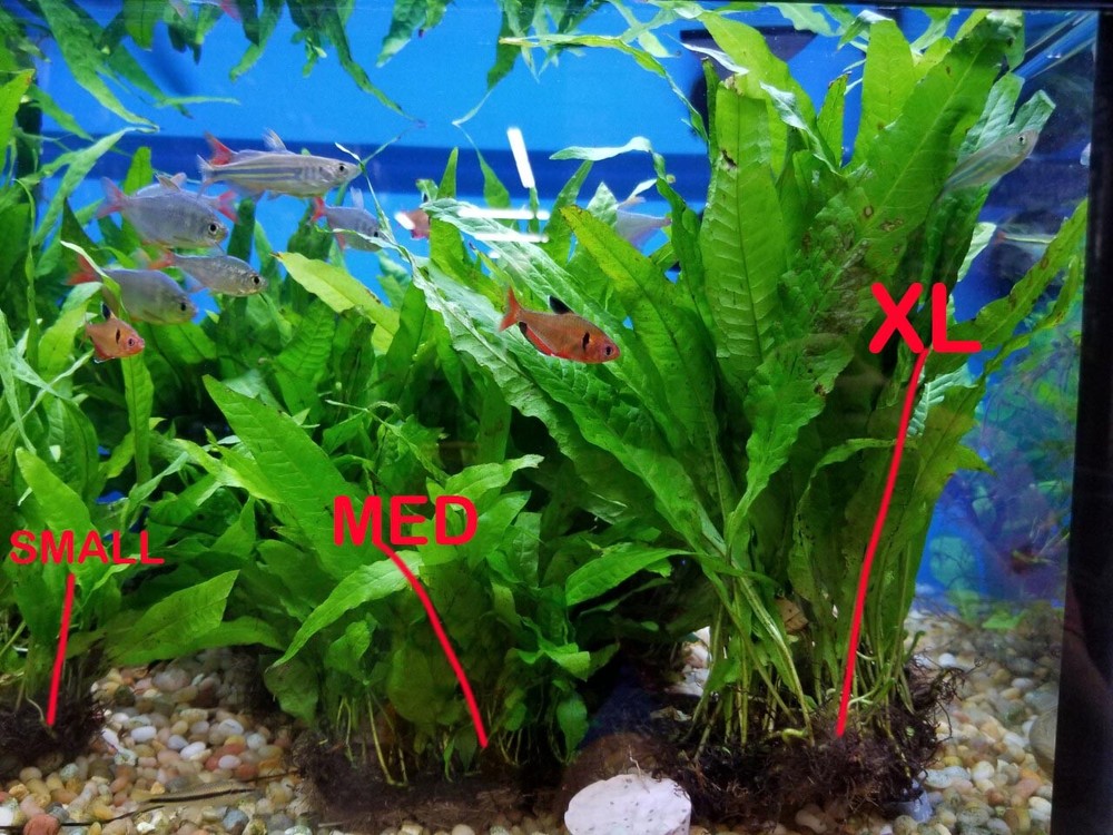 MEDIUM Java Fern plants on LARGE mat (between 15 and 30 plants) BFFGA