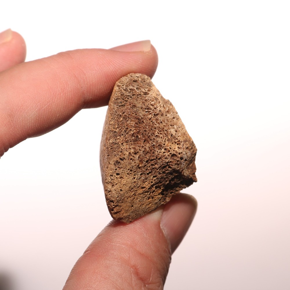 Triceratops Eppocipital Partial - Dinosaur Bone Hell Creek Formation Cretaceous