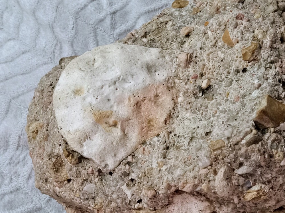 Clam? Fossil On Matrix