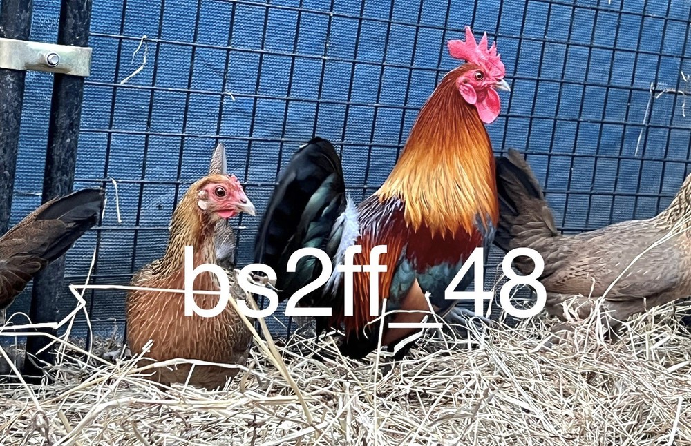 6 Red Jungle Fowl Hatching Eggs