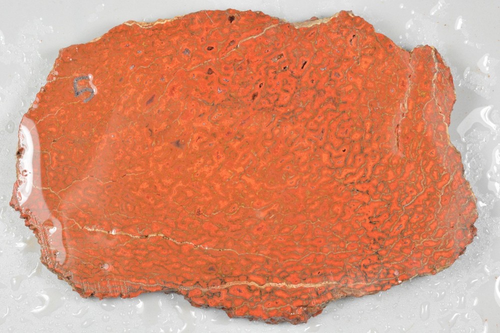 Orange Agatized Dinosaur Bone, New Mexico, 70 grams