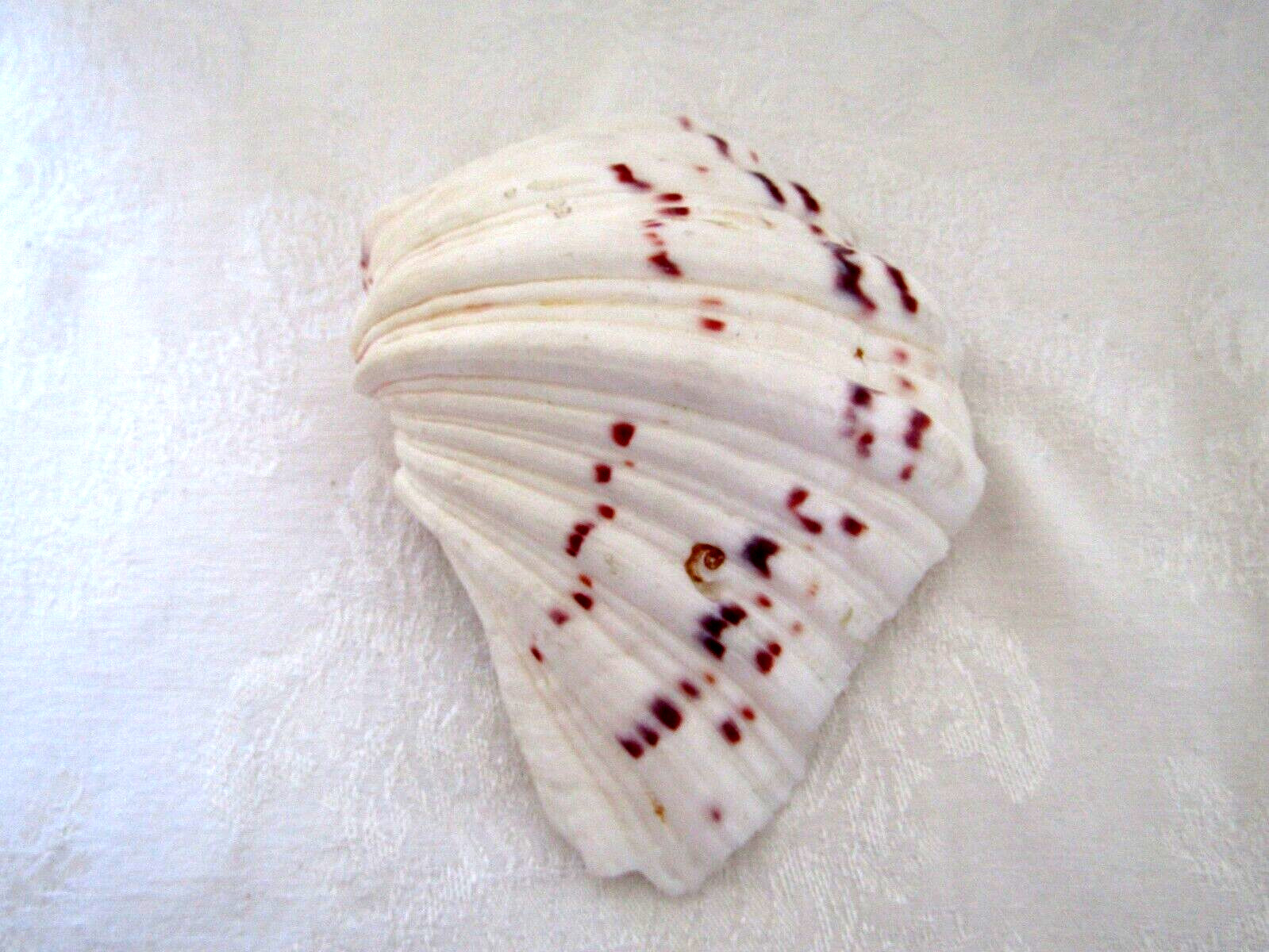 Genuine Bear Paw Hippopus Clam 6.5" x 5.5" Seashell EUC