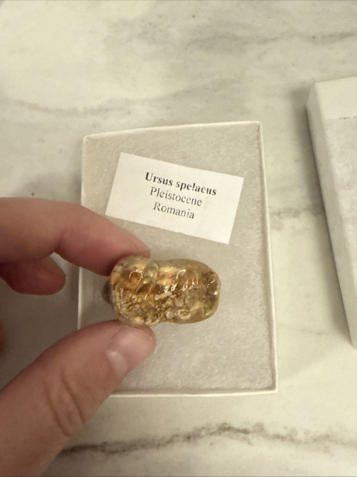Cave Bear Tooth Molar Fossil From Romania Approximately 25,000 Years Old