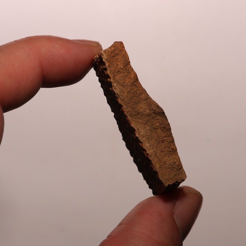 Turtle Shell Dinosaur Aged - Hell Creek Formation - Nice - CRETACEOUS
