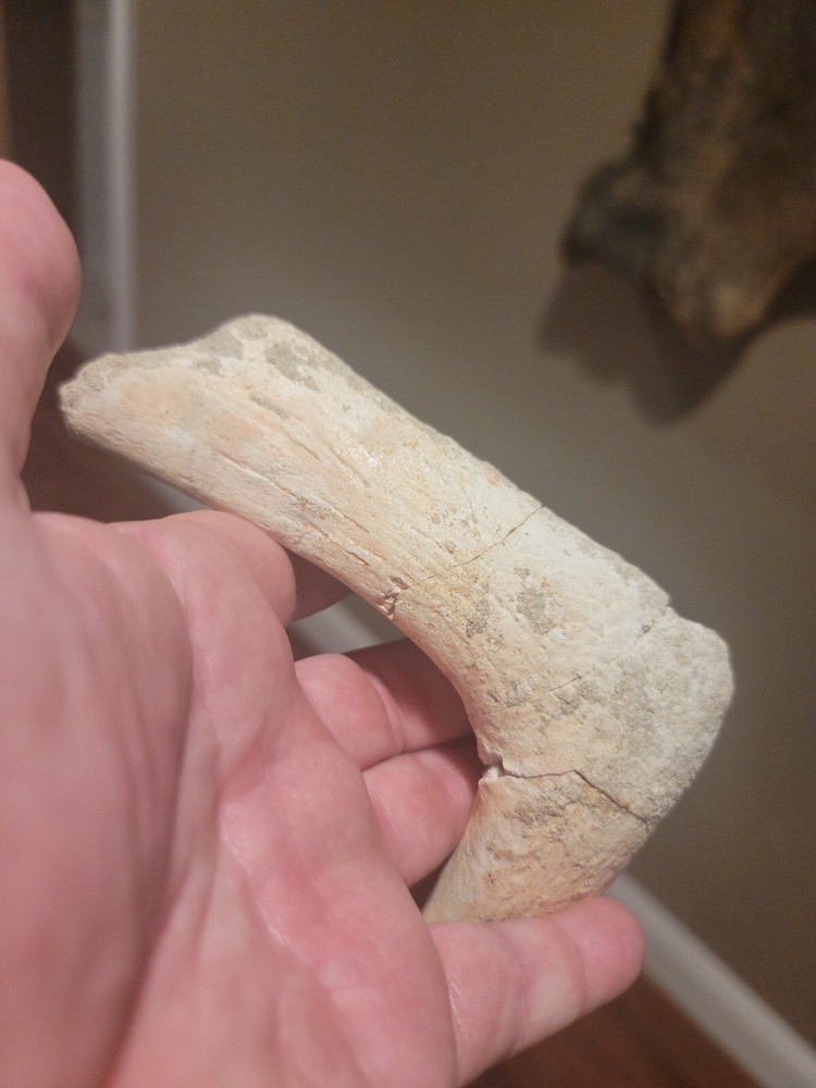 Prehistoric Turtle Jaw