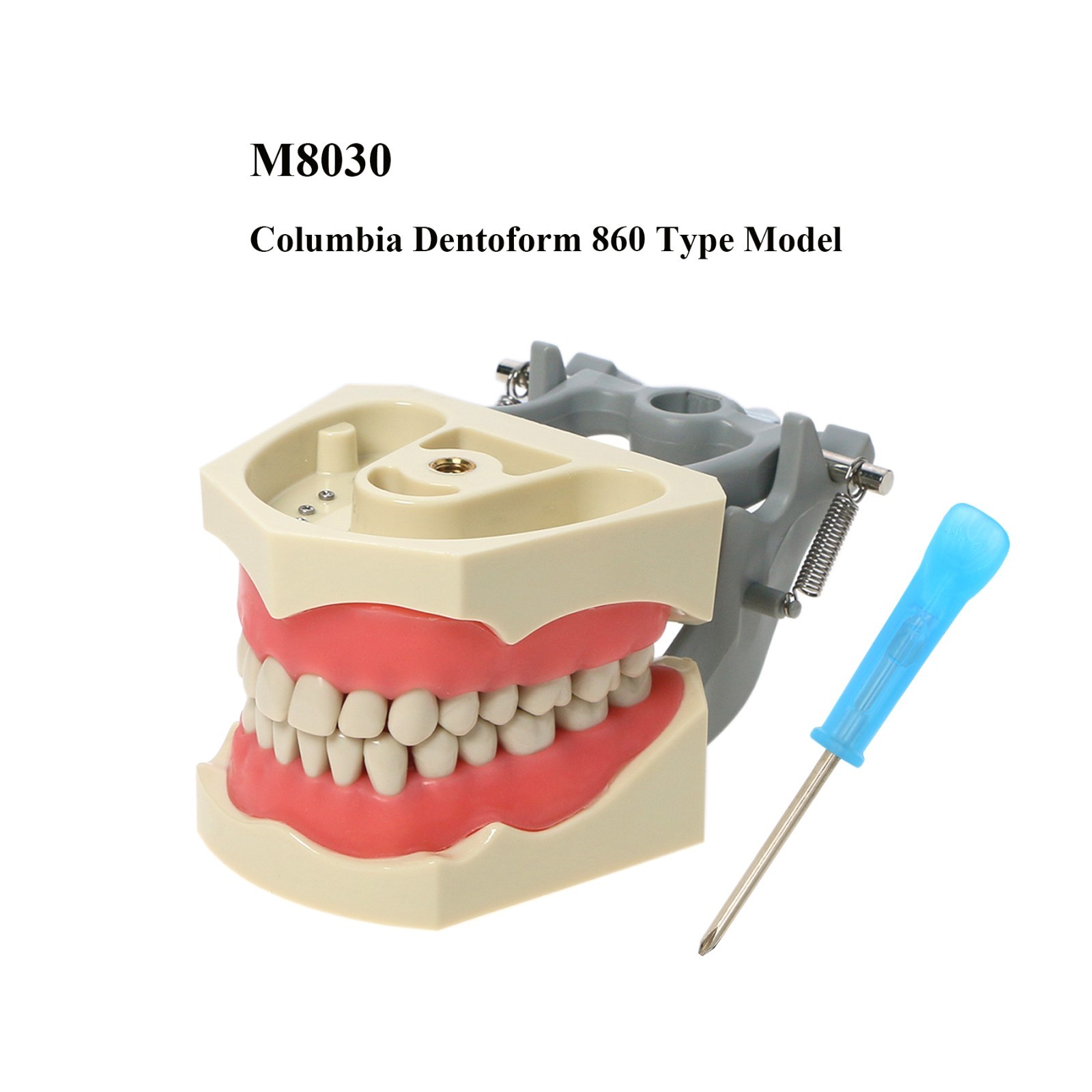 US Columbia Dentoform 860 Type Dental Typodont Model With 32pcs Removable Teeth