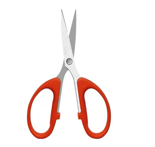 Special pruning fruit picking for pointed grapes horticultural bonsai pruning