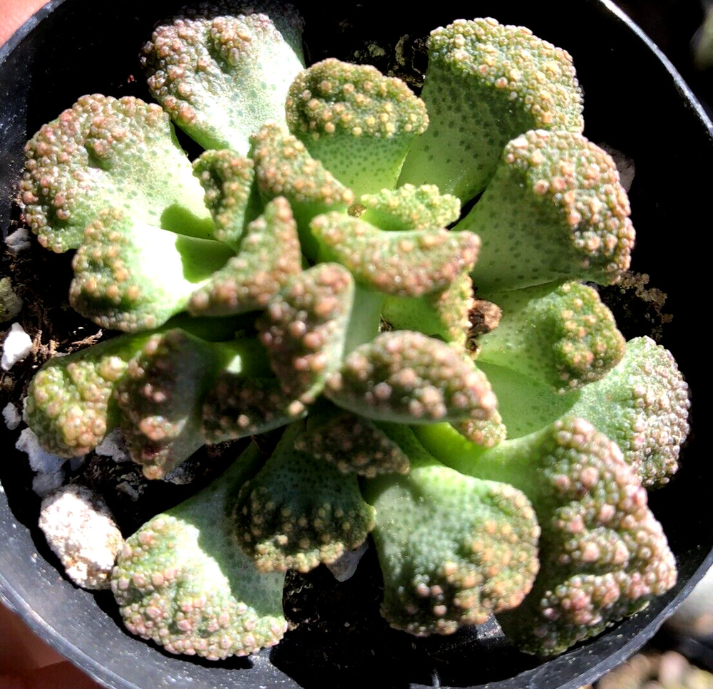 Titanopsis Calcarea, 'Concrete Leaf', 2.5" Pot