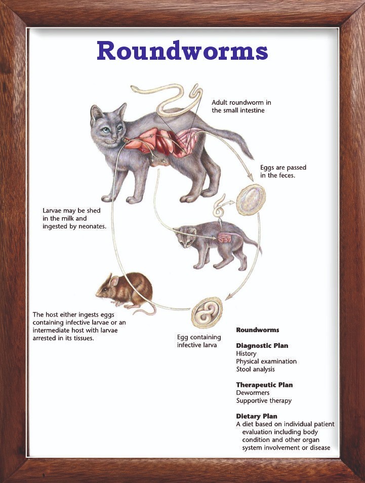Roundworms Chart 12x18 inches
