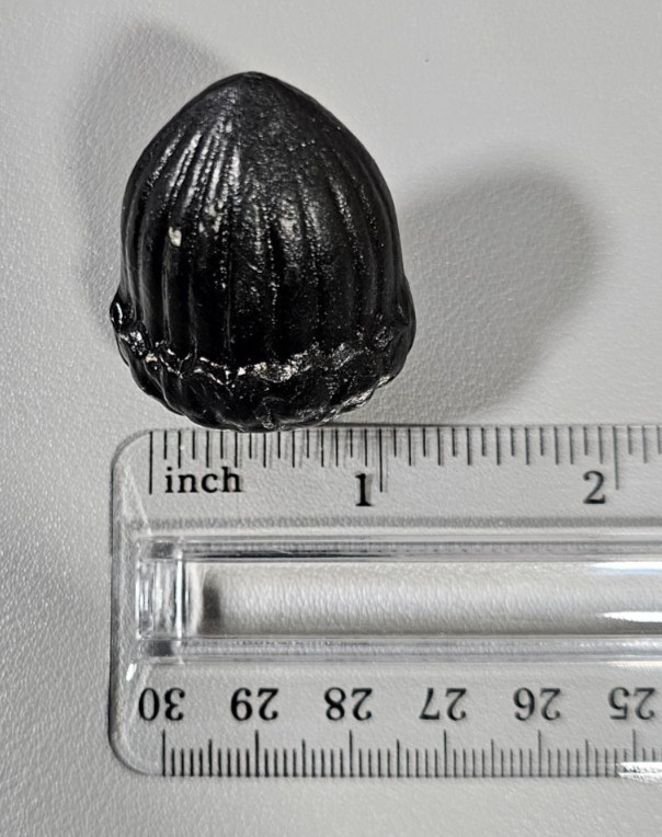 Anne at Home Heavy Metal Acorn Drawer Pull Knobs 10 Knobs