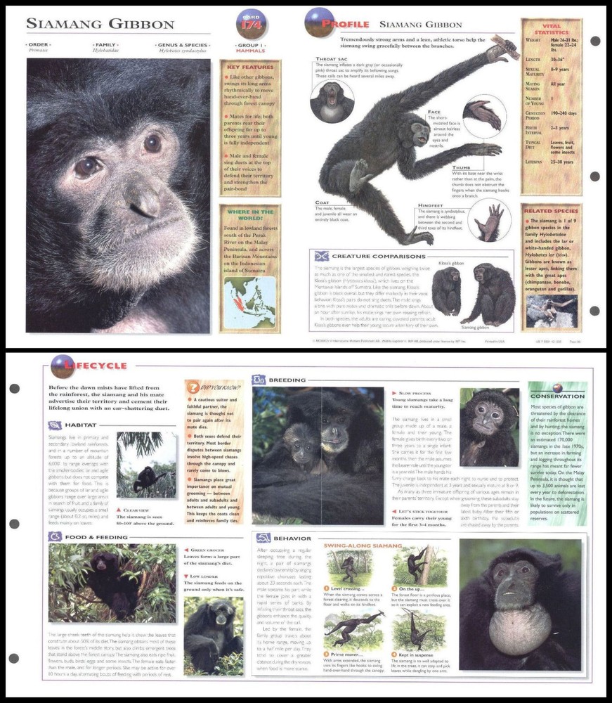 Fold-Out Sheet - Siamang Gibbon - 174