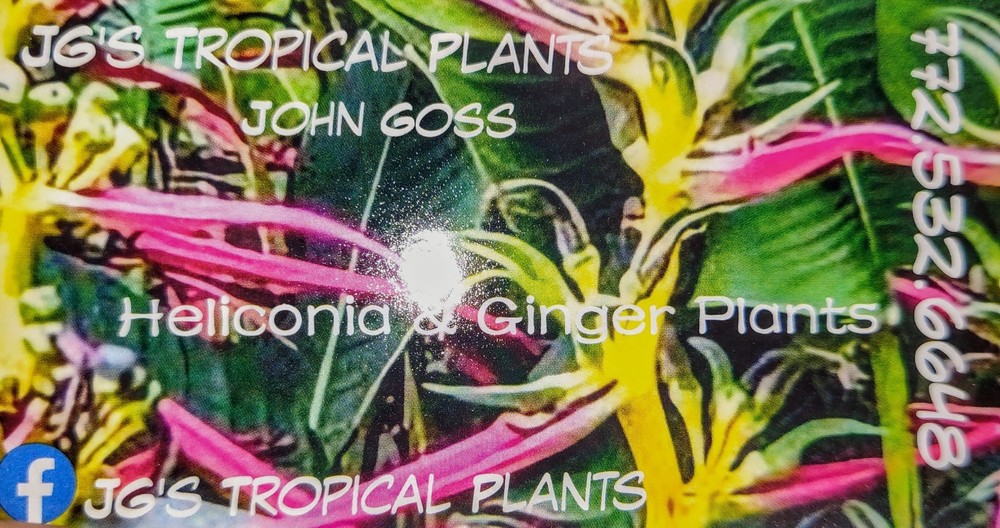 2-Live Trees Ice Cream Bean Tree 2-live Trees*