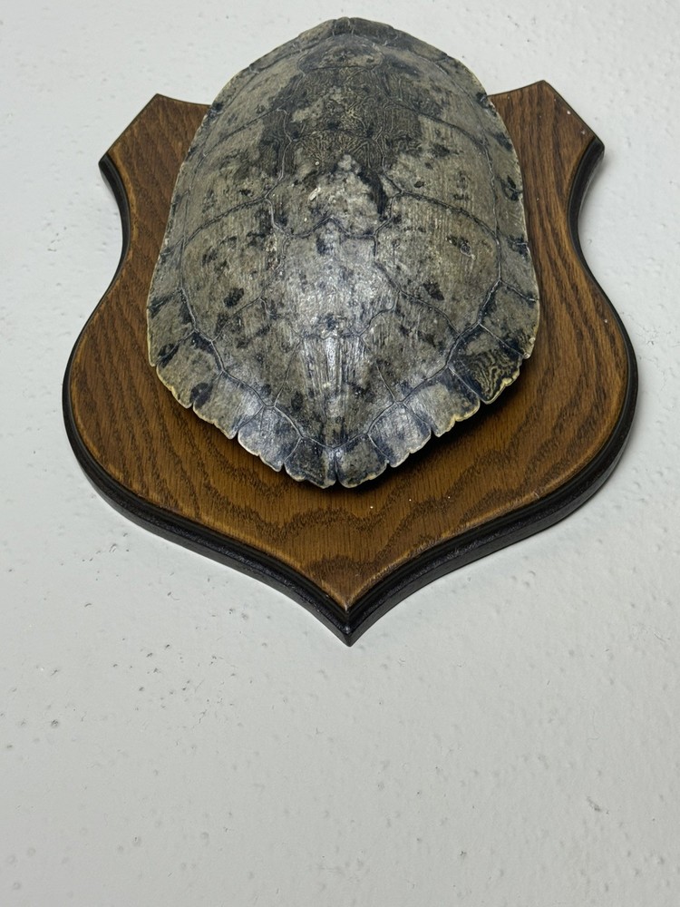 Turtle Shell in real wood plaque