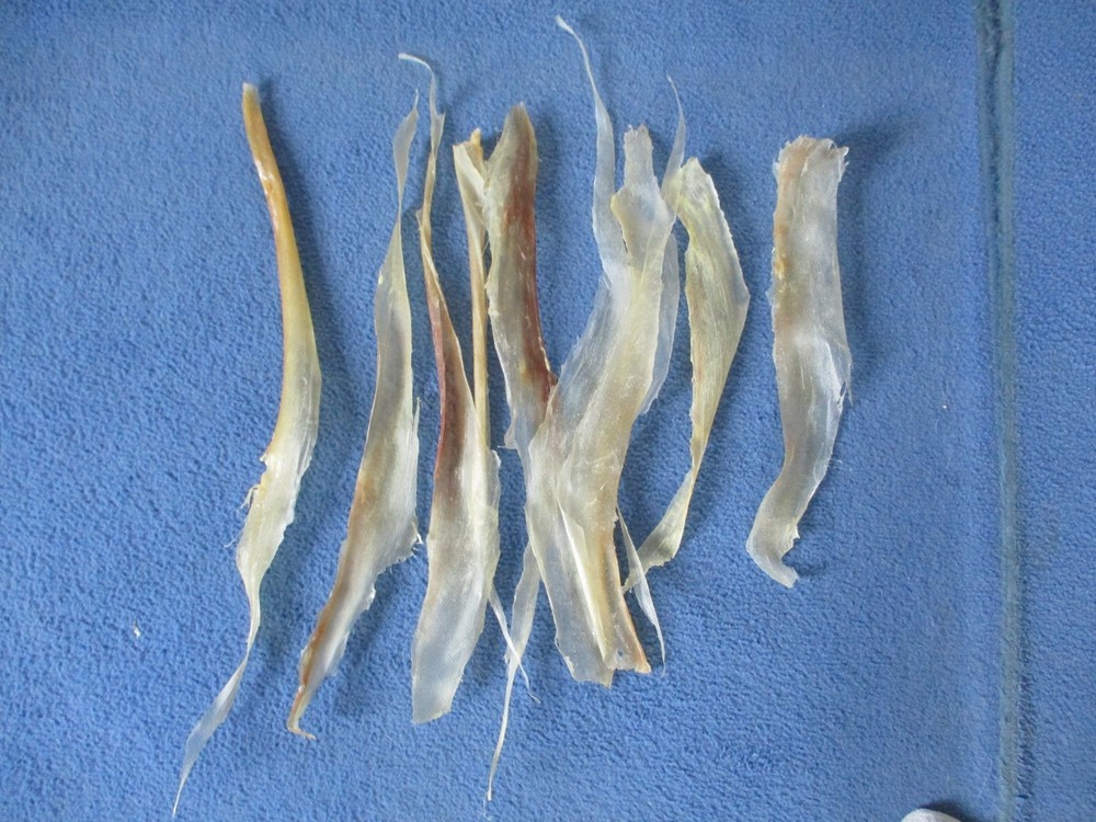 10 real deer back sinew  XL  native thread bow backing sewing for beading X1