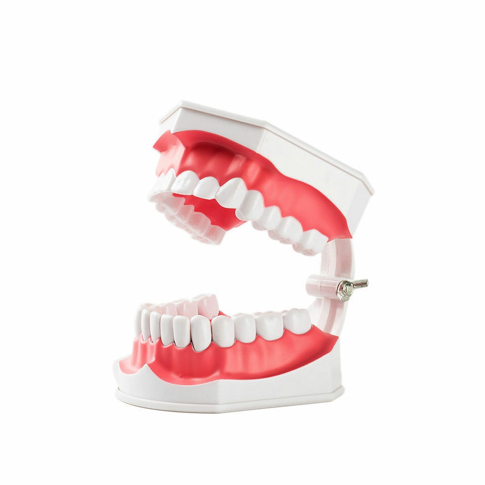 3 Pcs Dental Teaching Demonstration 2 Times Model With Removable Teeth&Toothbrus