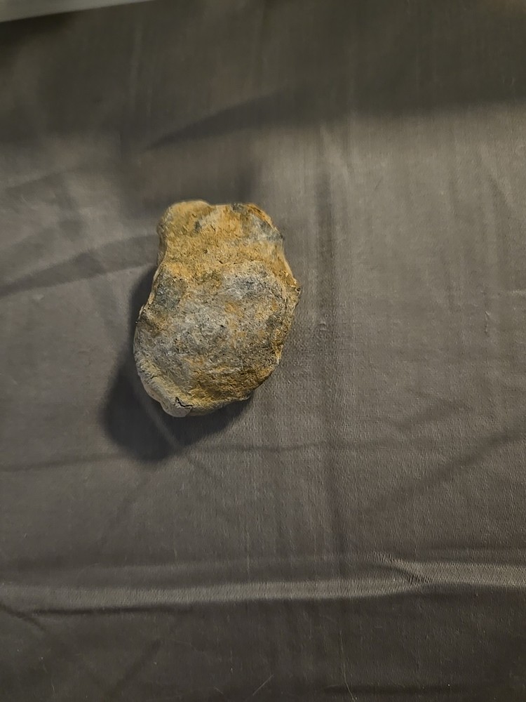 trilobite fossil Small
