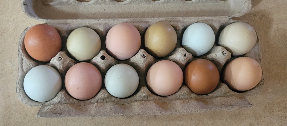 12 Rainbow hatching eggs mixed breeds