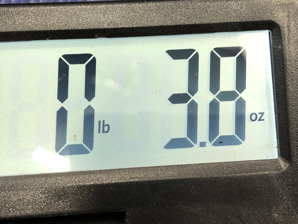 Master Lock 77 Padlock pad lock vintage masterlock lion tiger head