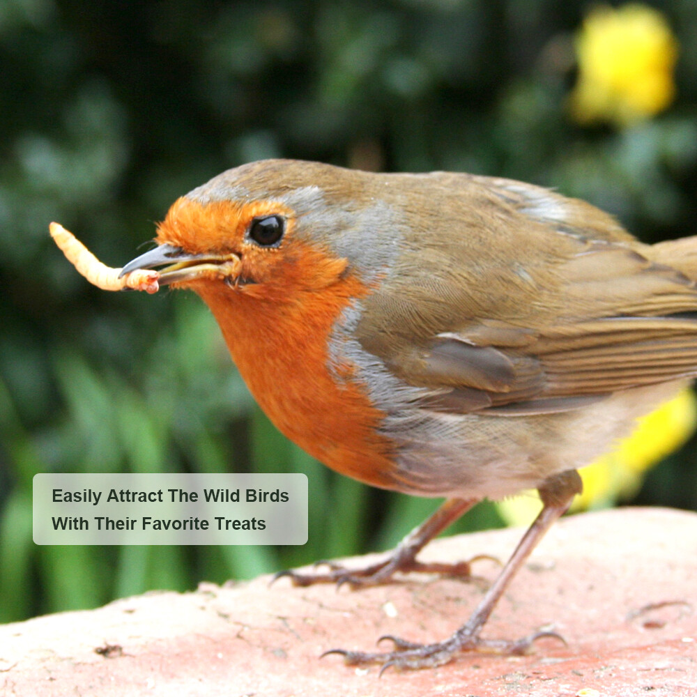 Bulk Dried Mealworms for Wild Birds Food Non-GMO Chickens Hen Fish Treats Food