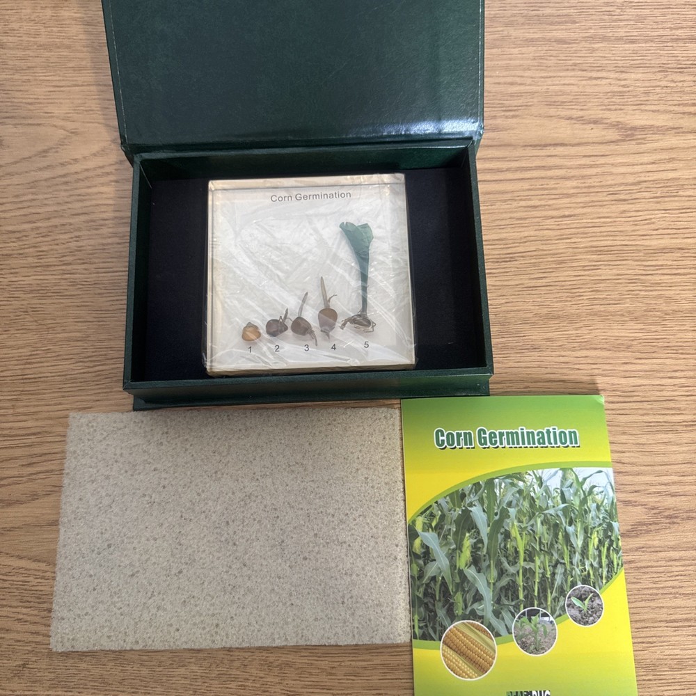 Corn Germination-specimen block
