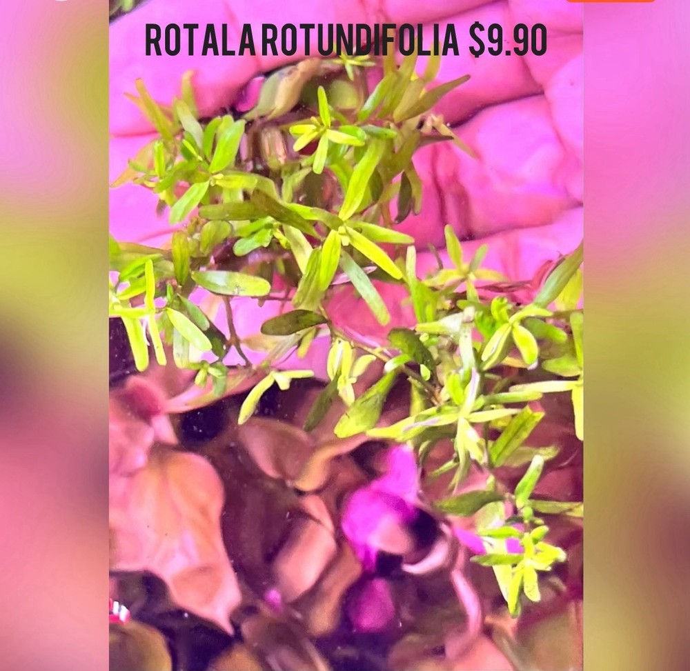 Aquatic Plants