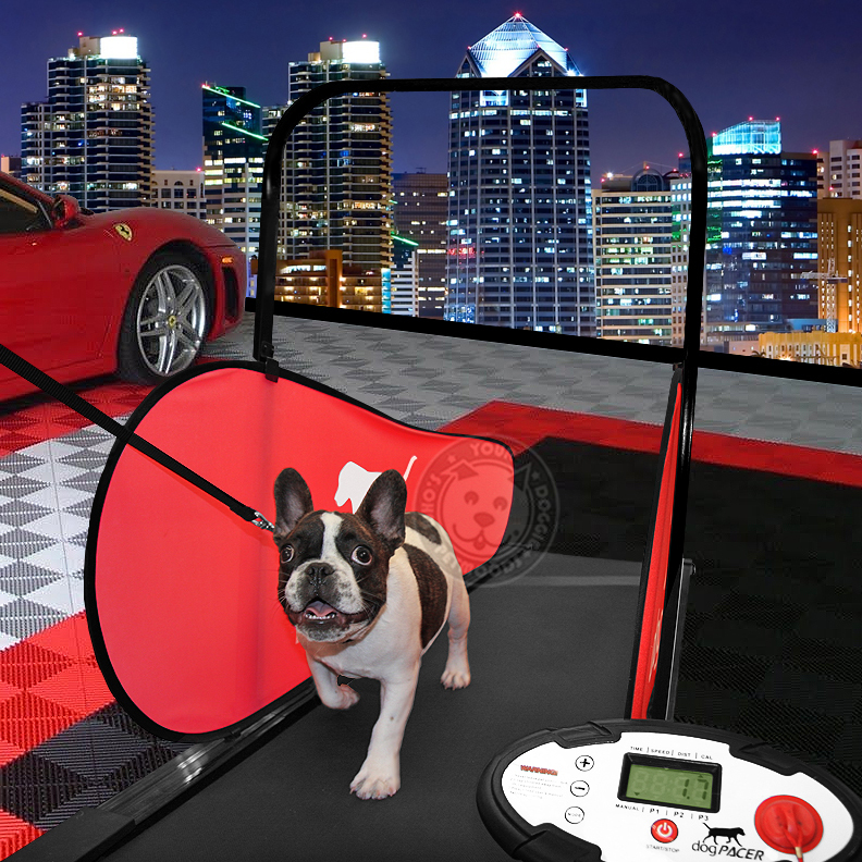 dogPACER Dog Treadmill Folds Portable Small Med Large Dogs 1-179 lbs NEW