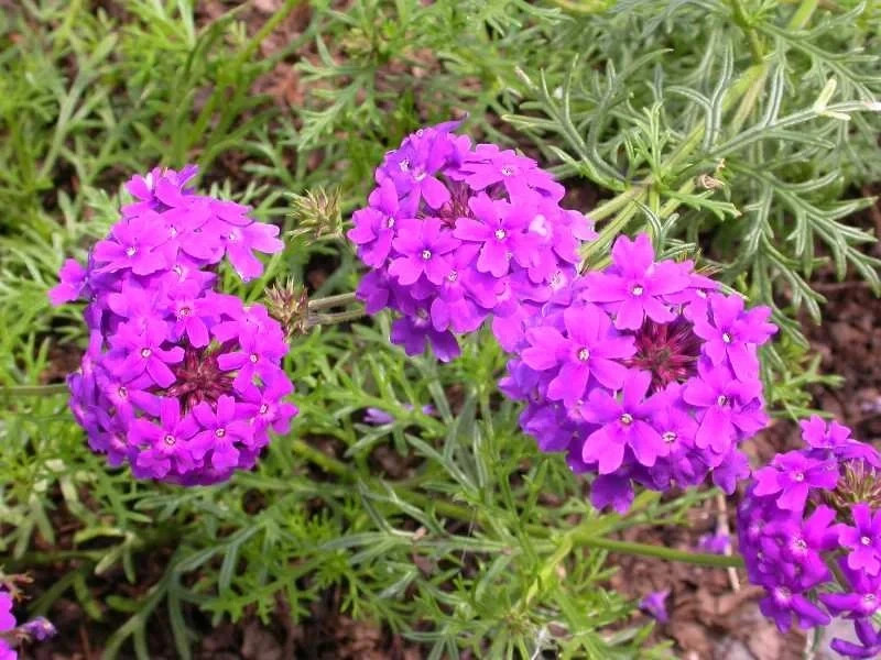 Verbena Imagination  (10) Live Plant Plugs