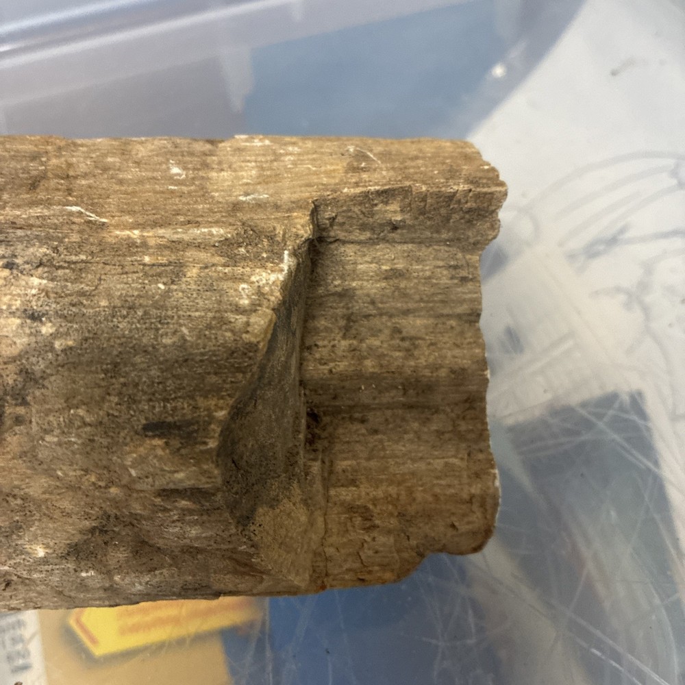 petrified wood rough