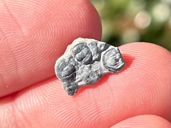 Fossil Trilobite Peronopsis interstrictus Utah Cambrian Age Bug