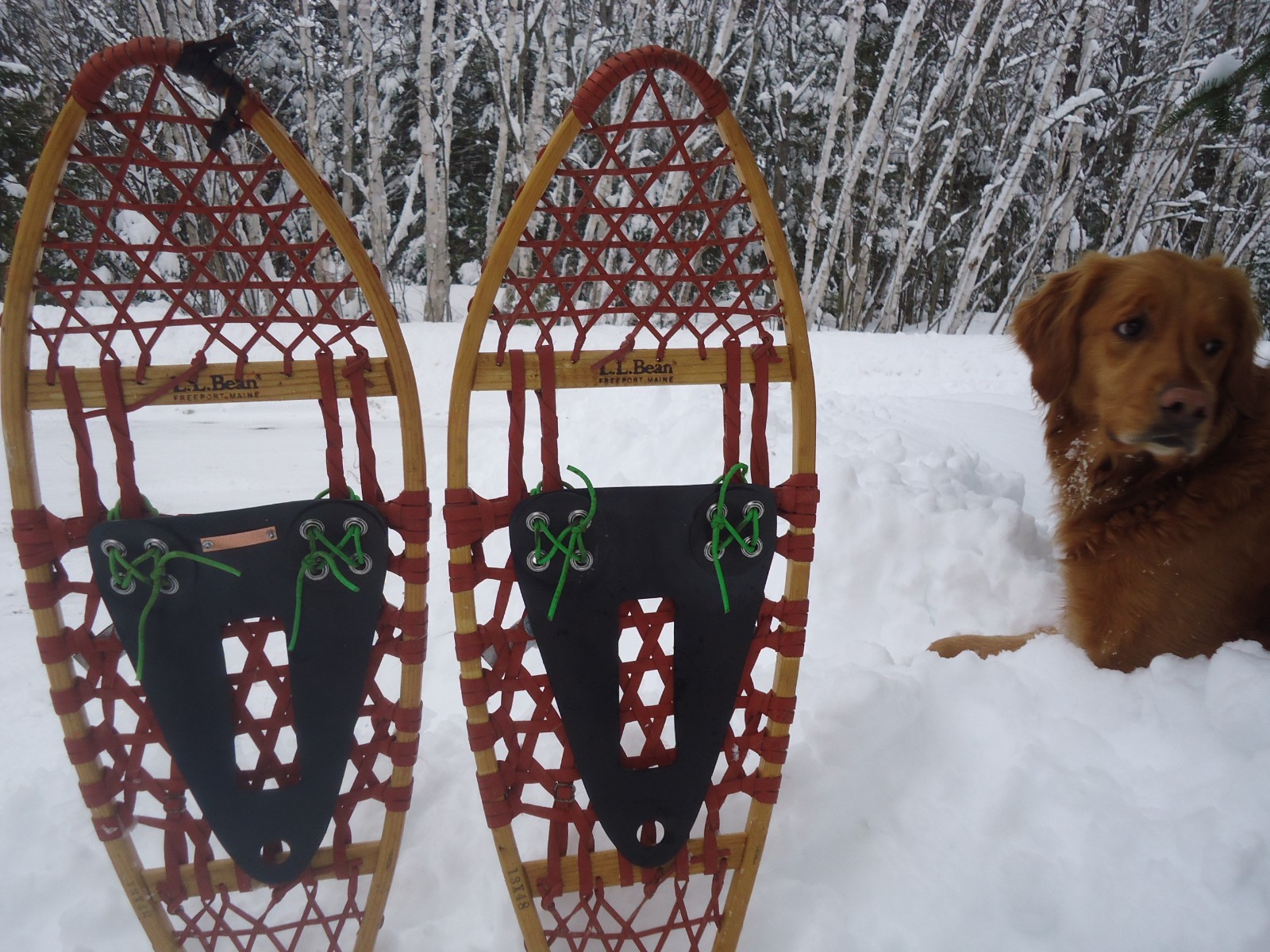 SNOWSHOE BINDINGS, SNOWSHOE HARNESSES, SNOWSHOEING, LIFETIME SNOWSHOE BINDINGS